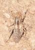 Pseudocleonus cinereus